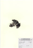 藏品(牛角樹)的圖片